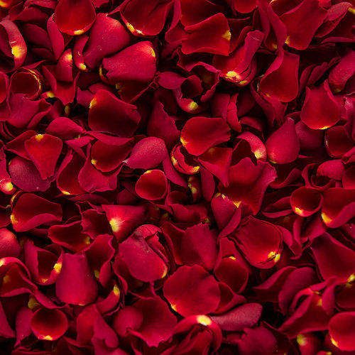 rose petals